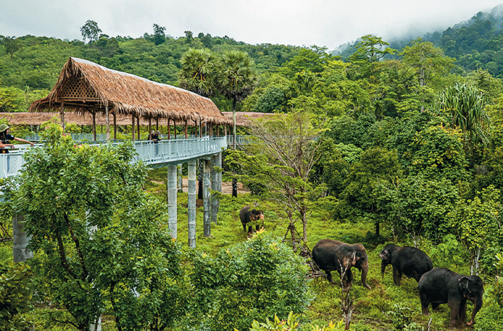 View from a canopy platform overlooking rescued elephants below.