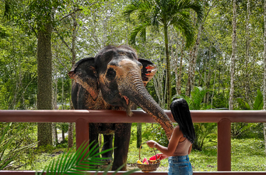 A woman feeding an elephant.