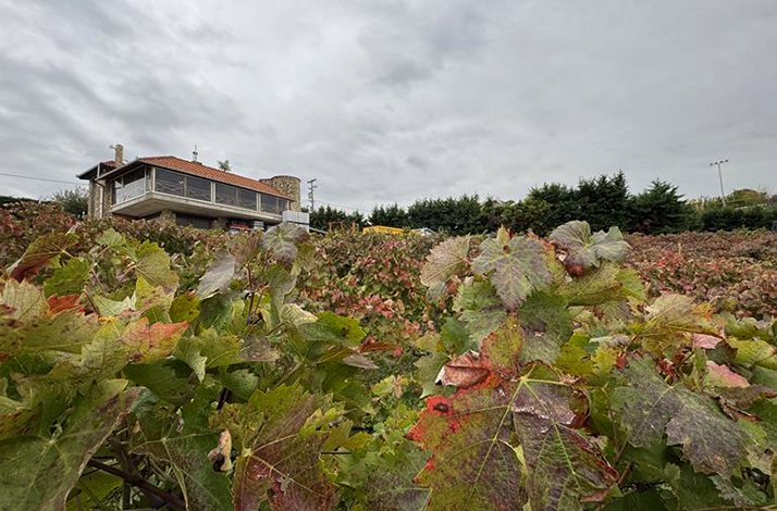 A vineyard with autumn-colored grapevines in front of a house under a cloudy sky.