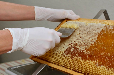 Gloved person scraping honey from a honeycomb.