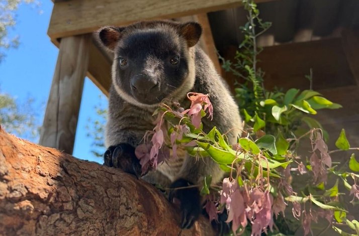  Tree kangaroo on a branch eating leaves