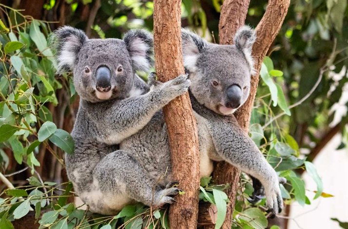 Two koalas sitting in a tree surrounded by eucalyptus leaves.