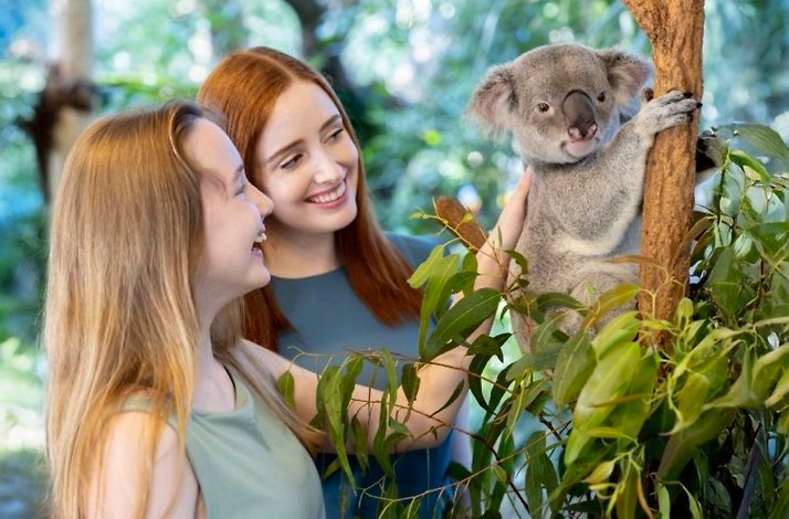Guests interacting with a koala perched on a tree branch.