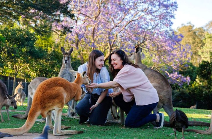 Guests feeding kangaroos in an open grassy habitat at Lone Pine.