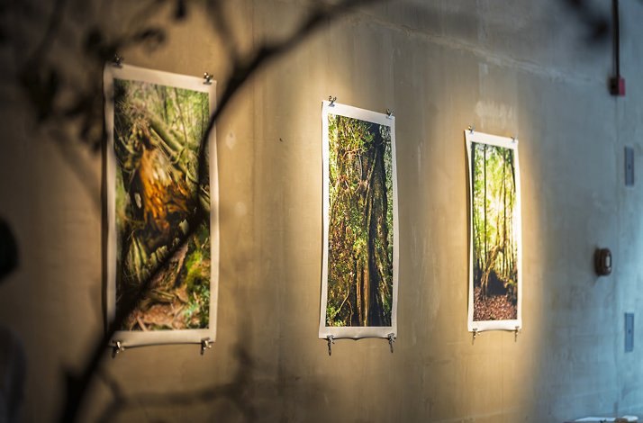 Three nature-themed pictures on the wall of the Gallery by Odo restaurant in New York.