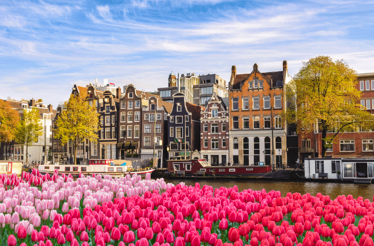 Blooming tulips in Amsterdam.