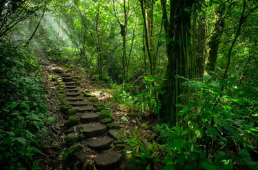 Hiking trail within the Mombacho Natural Reserve in Nicaragua.
