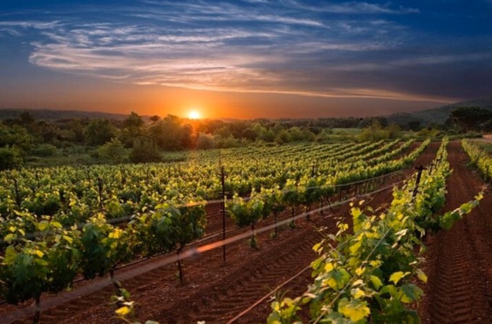 Arcadia vineyards at the sunset.