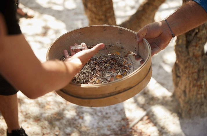 Mastiha drops collected in a wooden plate.