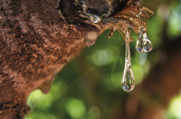 Close-up of Chios mastiha resin drops on a tree in a traditional mastiha grove.