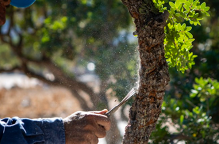Preparation of a mastiha trunk for collecting mastiha drops.