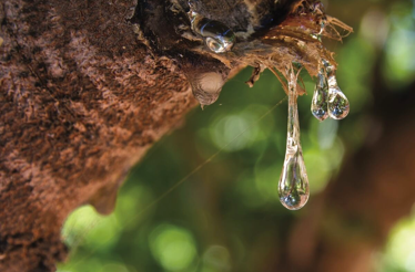 Close-up of Chios mastiha resin drops on a tree in a traditional mastiha grove.