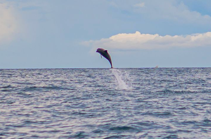 A dolphin jumping above the water in the Zanzibar's protected Menai Bay Conservation Area.
