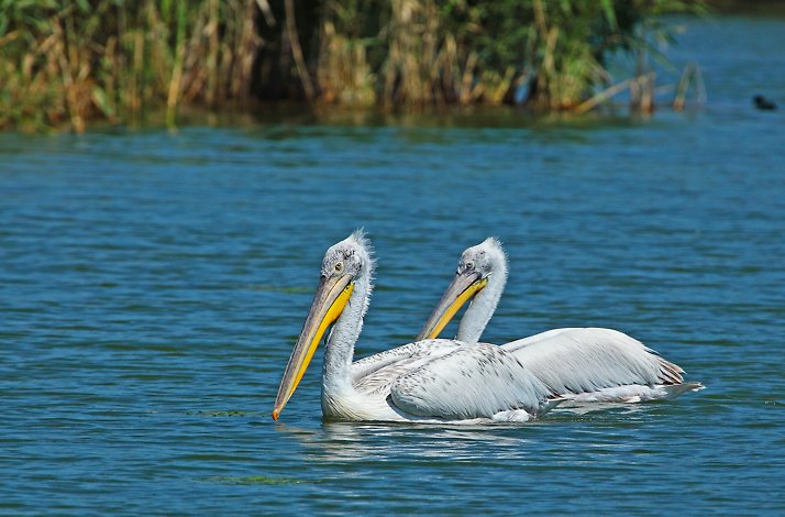 Two white pelicans floating on blue water near green reeds at the Prespa lakes in Greece.