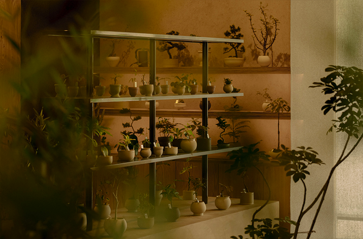 Shelves with potted plants and ceramics at Soilboy's New Bahru studio.