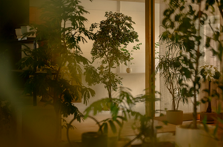 Soilboy's New Bahru studio interior with potted plants.