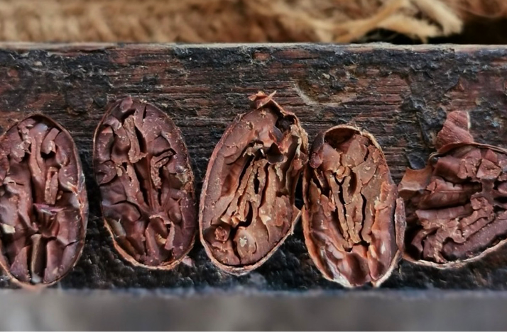 Close-up of cacao beans, split open to show their texture.