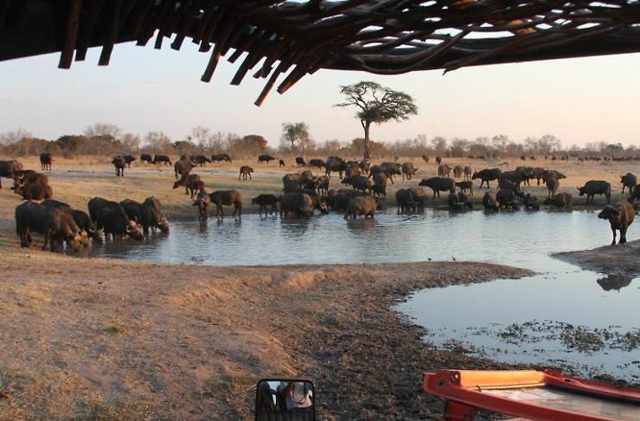 Hwange National Park buffalo herd at waterhole.