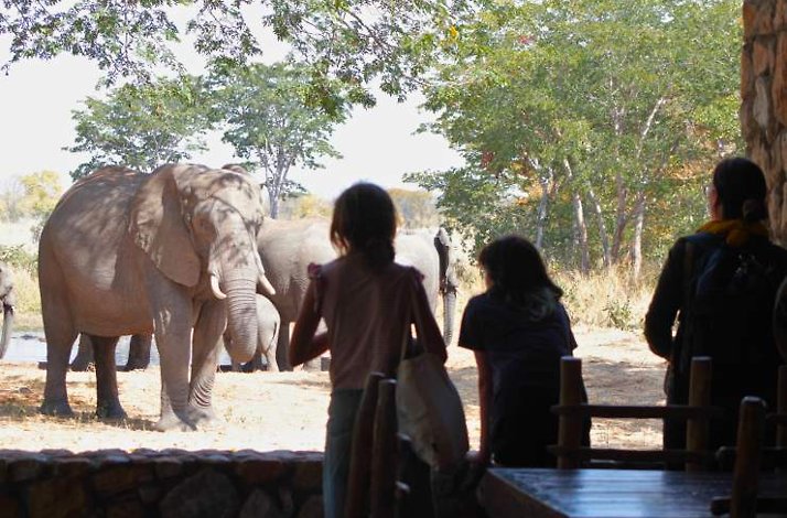 Hwange National Park elephants near viewing area.