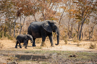 Elephants in Zimbabwe's largest national park.