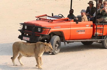 Hwange National Park safari vehicle with lion.