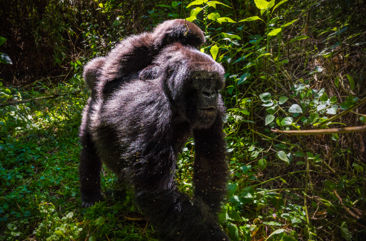 Silverback mountain gorilla walking on all fours through dense jungle vegetation in Volcanoes National Park, with an infant riding on its back.