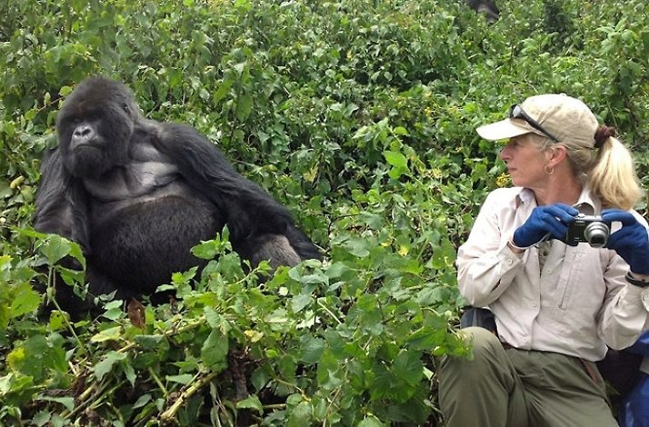 A woman near the gorilla in the wild of  Rwanda's Volcanoes National Park