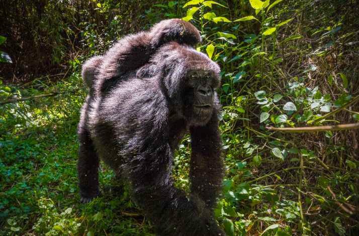 Silverback mountain gorilla carrying a smaller gorilla on its back in a lush, green forest habitat.