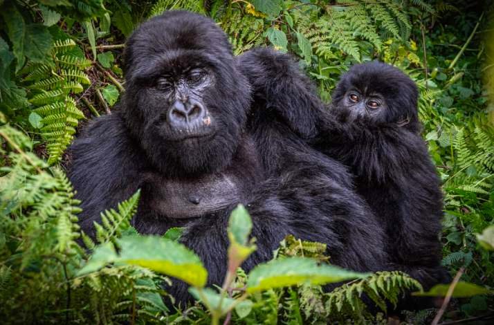 Mountain gorilla mother and her infant in their natural forest habitat.