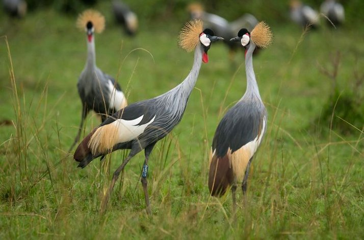 Three grey crowned cranes stand in a grassy field of Akagera National Park.