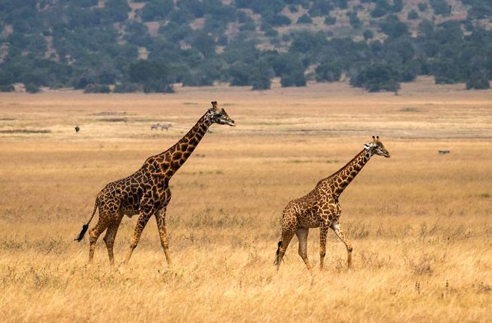 Two giraffes walk across a vast, golden savanna of Akagera National Park.