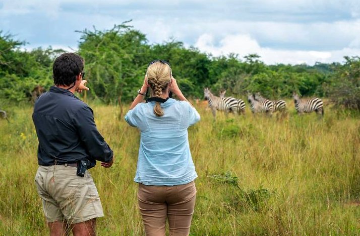 Two tourists looking at a herd of zebras in a grassy African savanna Akagera National Park.
