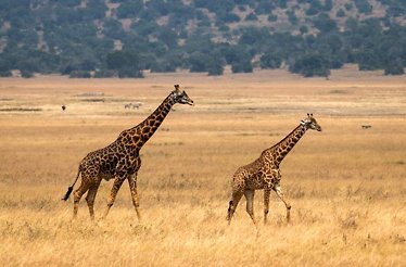 Two giraffes walk across a vast, golden savanna of Akagera National Park.
