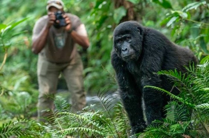 A tourist taking a photo of gorilla in its natural habitat