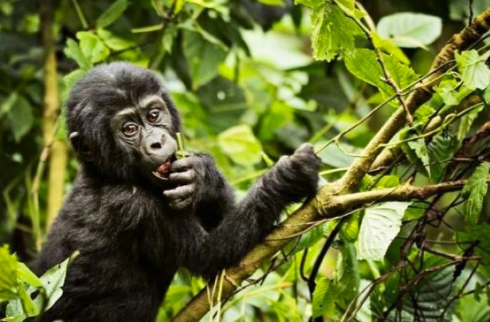 A young mountain gorilla feeding in Bwindi Impenetrable National Park.
