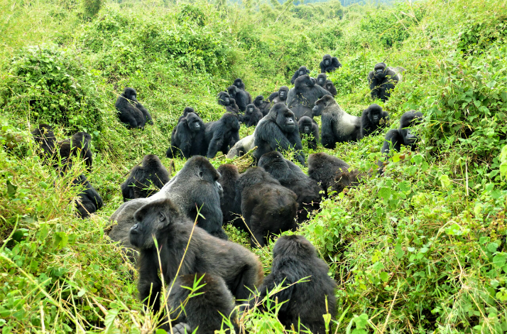Gorillas in its natural habitat.