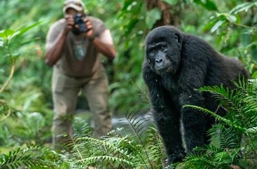 A tourist taking a photo of gorilla in its natural habitat