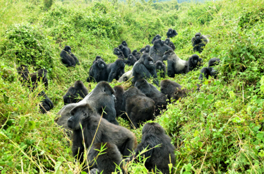 Gorillas in its natural habitat.