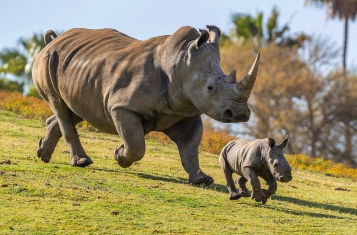 A mother white rhino and her calf running together across a grassy field in the wild.