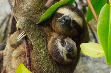 Two sloths hugging in a tree at the Toucan Rescue Ranch in Costa Rica.