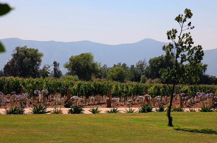 Vineyard at Viña Undurraga.