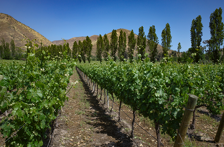 Rows of grapevines stretching across the Maipo Valley vineyard with mountains in the background