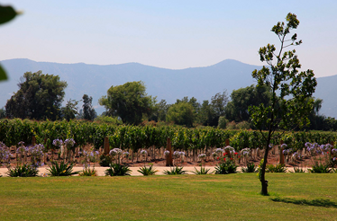 Vineyard at Viña Undurraga.