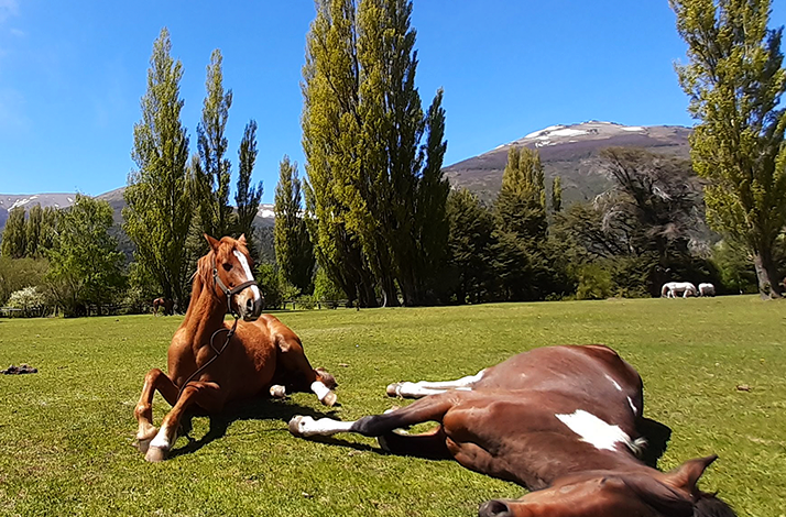 Horses resting on a green meadow beneath tall trees, embodying calm and natural rhythm in the forest landscape.