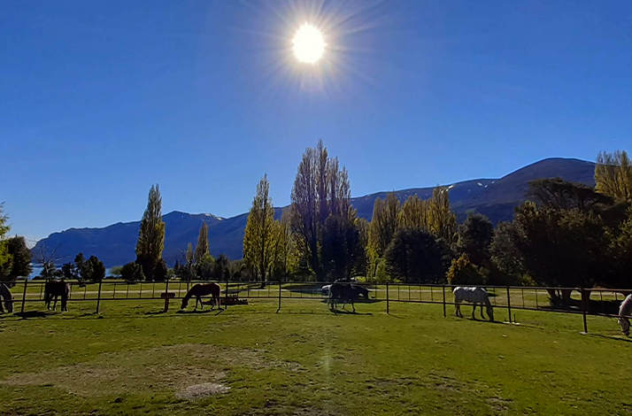Horses grazing with mountain peaks in the background, surrounded by open pasture and fresh air.