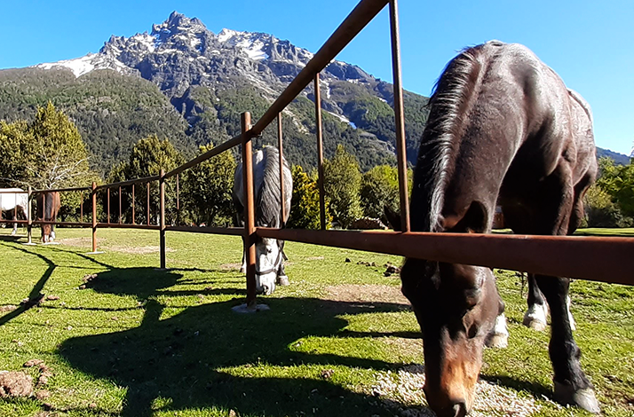 Horse grazing near a wooden fence with mountains in the background
