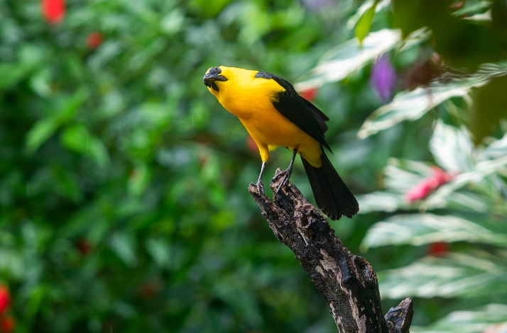 A yellow bird sitting in a branch in the middle of the forest