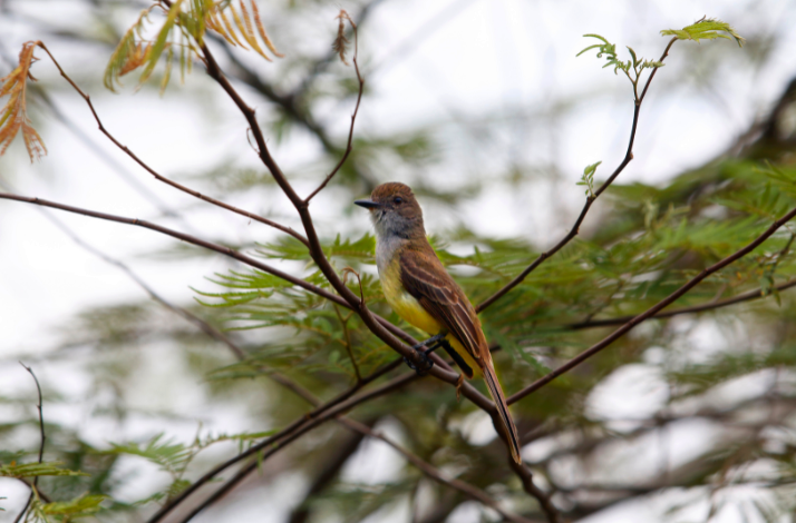 Brown bird sitting in a tree branch