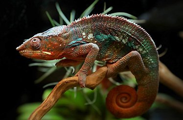 A Panther chameleon on display at Reptiland.