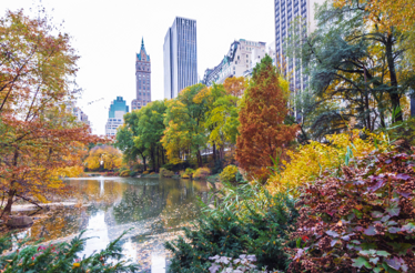 Central Park in New York City during autumn, showcasing the vibrant foliage changing colors around one of the park's ponds.